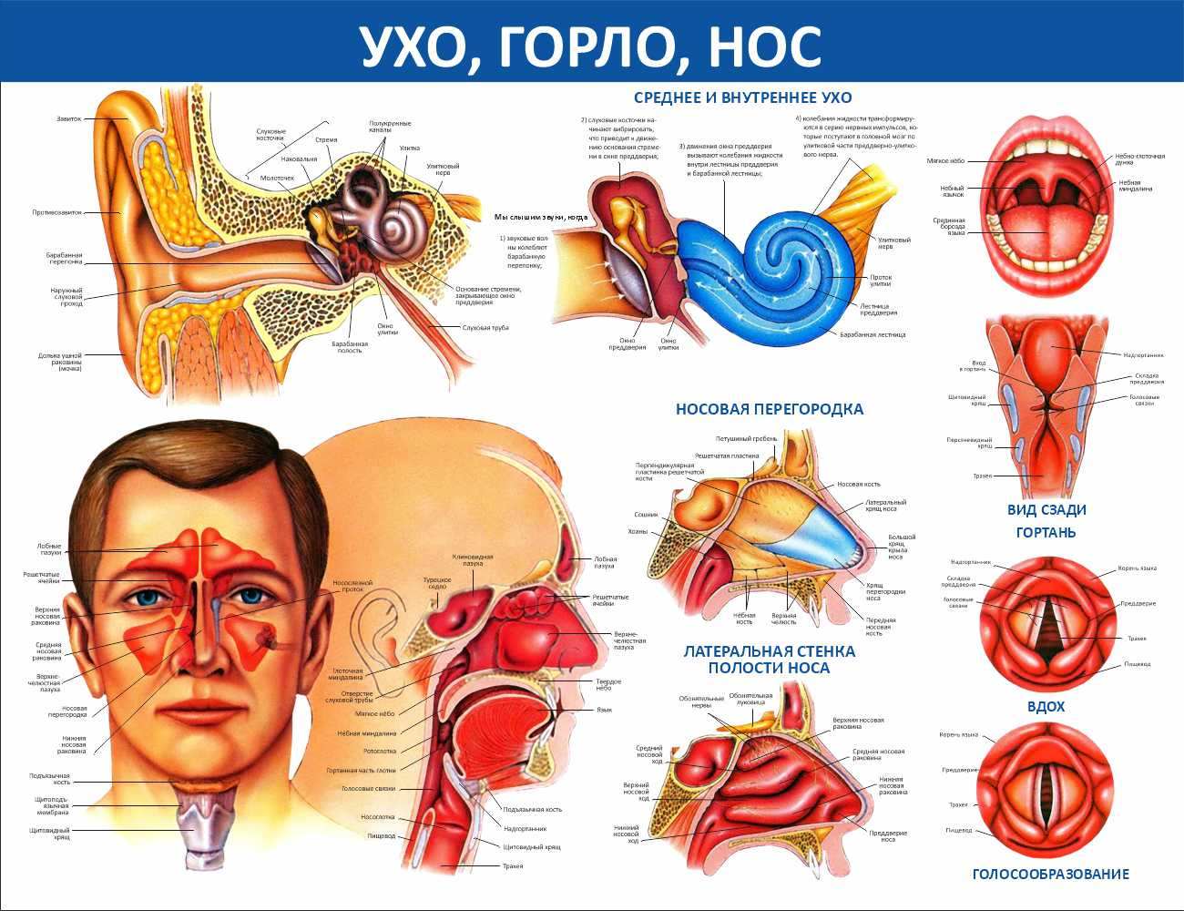 Ухо, горло, нос Таганрог